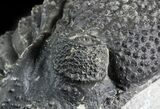 Bumpy Drotops Trilobite - Issoumour, Morocco #45610-4